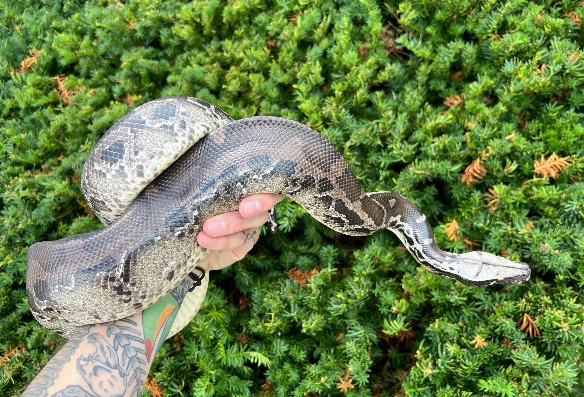 Sub-Adult Chrome Sumatran Short-Tailed Python (Female) – Scales and ...