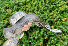 Load image into Gallery viewer, Sub-Adult Chrome Sumatran Short-Tailed Python (Female)