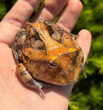 Load image into Gallery viewer, Adult Suriname Horned Frog