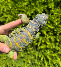 Load image into Gallery viewer, Adult ‘High-Color’ Ornate Uromastyx (Male 2)