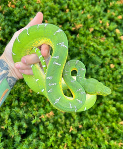 Sub-Adult Emerald Tree Boa (Male 5)