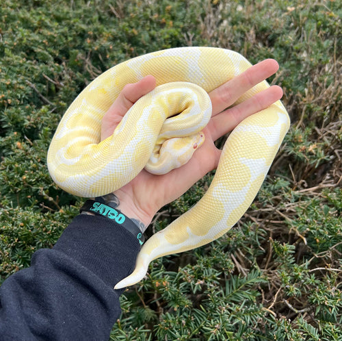Adult Albino Ball Python (Female)