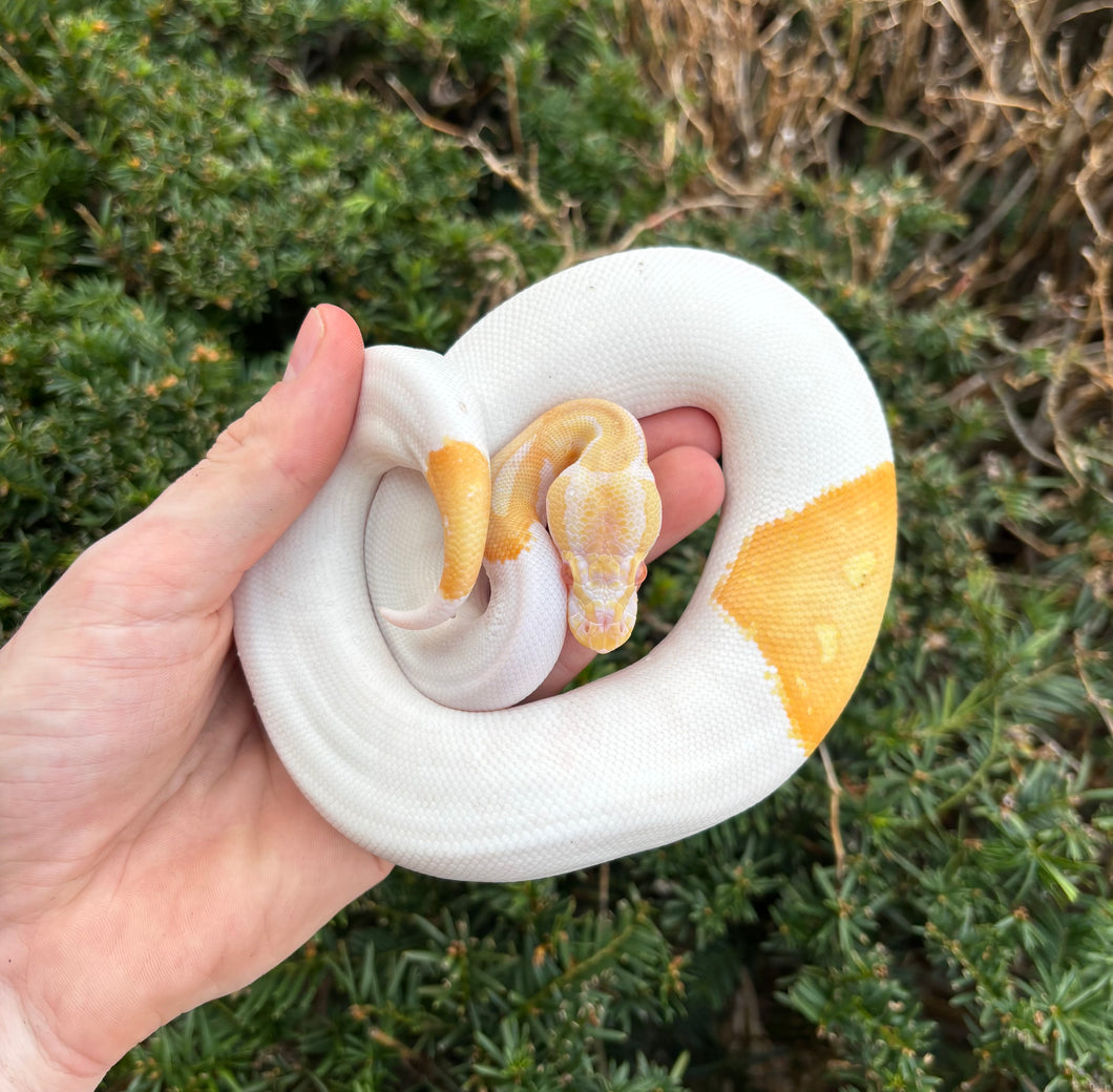 Baby Albino Pied Ball Python (Male) – Scales and Tails of Ohio