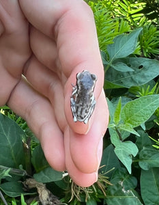 Baby Veined Tree Frog