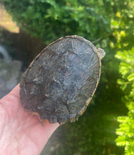 Load image into Gallery viewer, 4” ‘Orange Belly’ Snapping Turtle