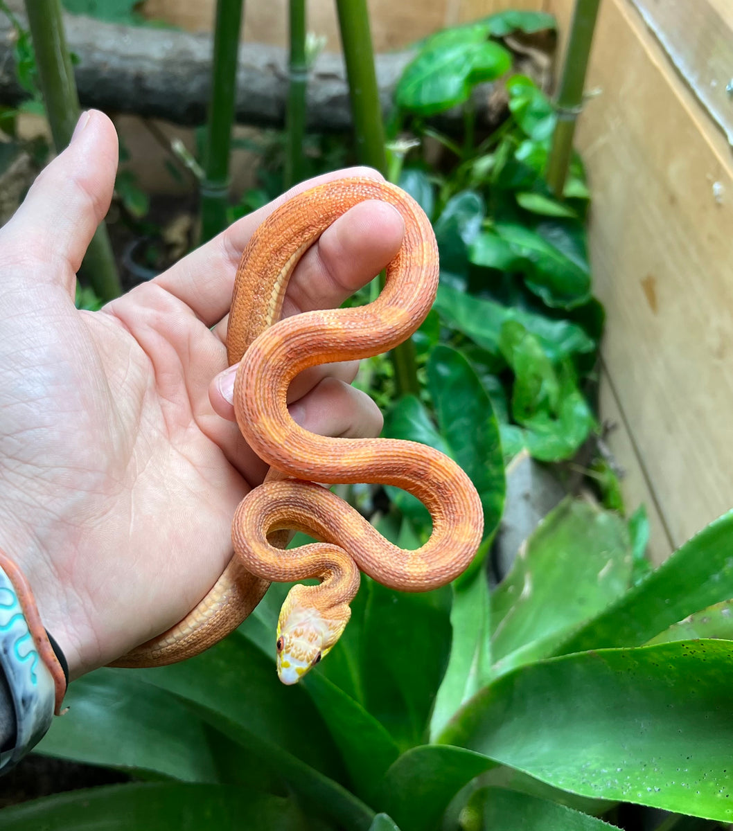 Everglades Rats Juvenile Scaleless Everglades Ratsnake (Male) – Scales and Tails of Ohio