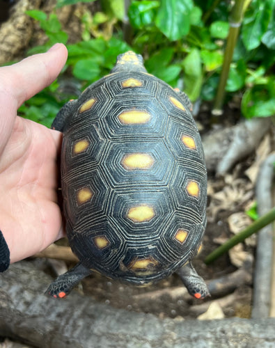 4”-5” Red Foot Tortoise (2)