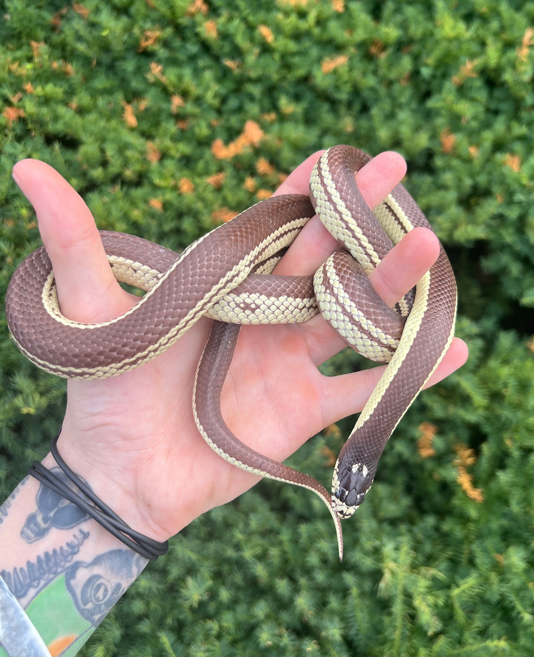 Adult Striped California Kingsnake (Male)