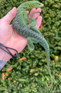 *Imperfect Adult Green Tree Monitor (Male)