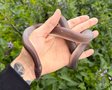 Load image into Gallery viewer, 1.1 Adult New World Burrowing Python