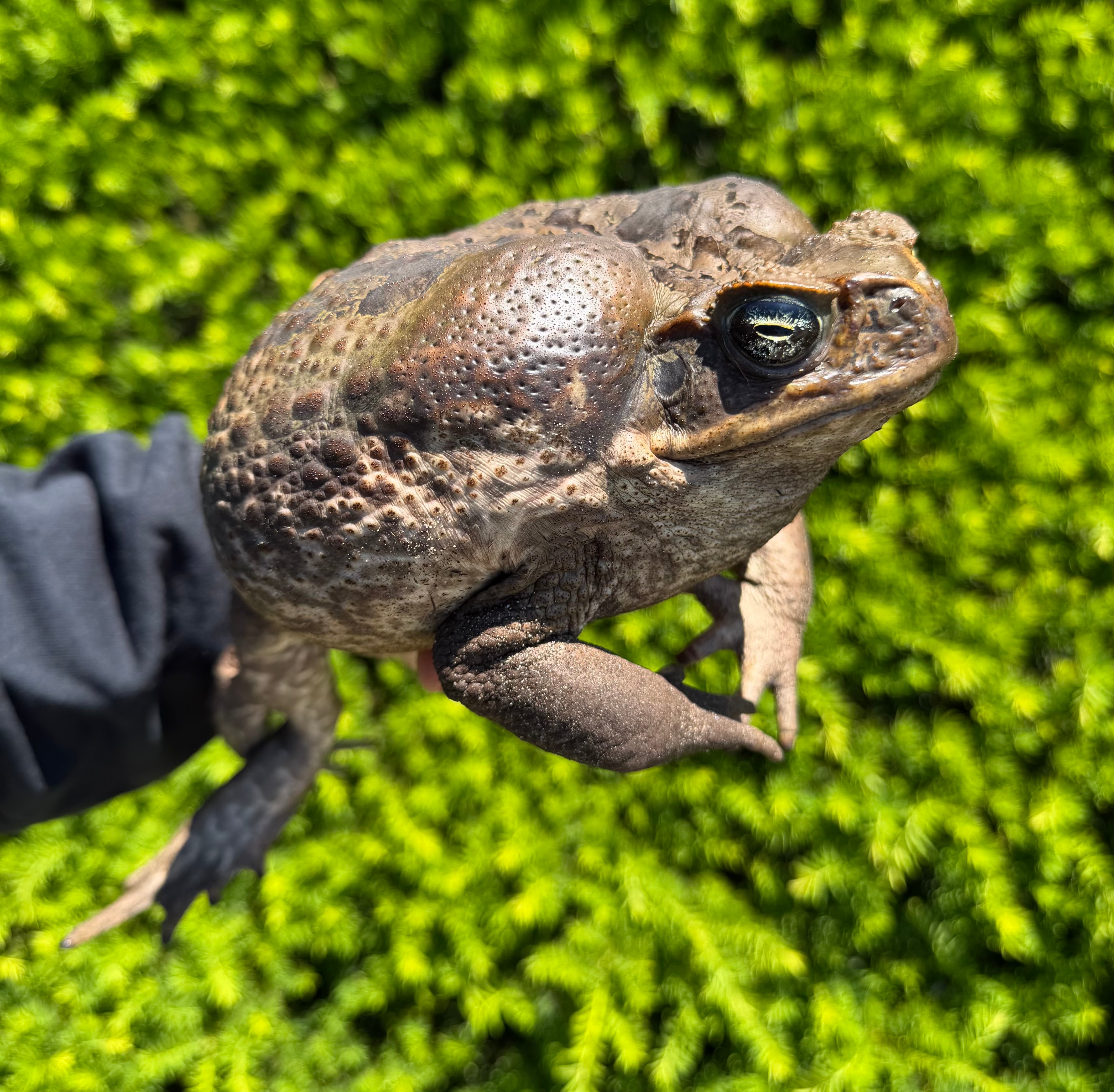 XXL Cane Toad (1) – Scales and Tails of Ohio
