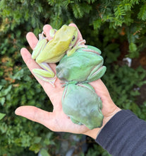 Load image into Gallery viewer, XL Adult White’s/Dumpy Tree Frog