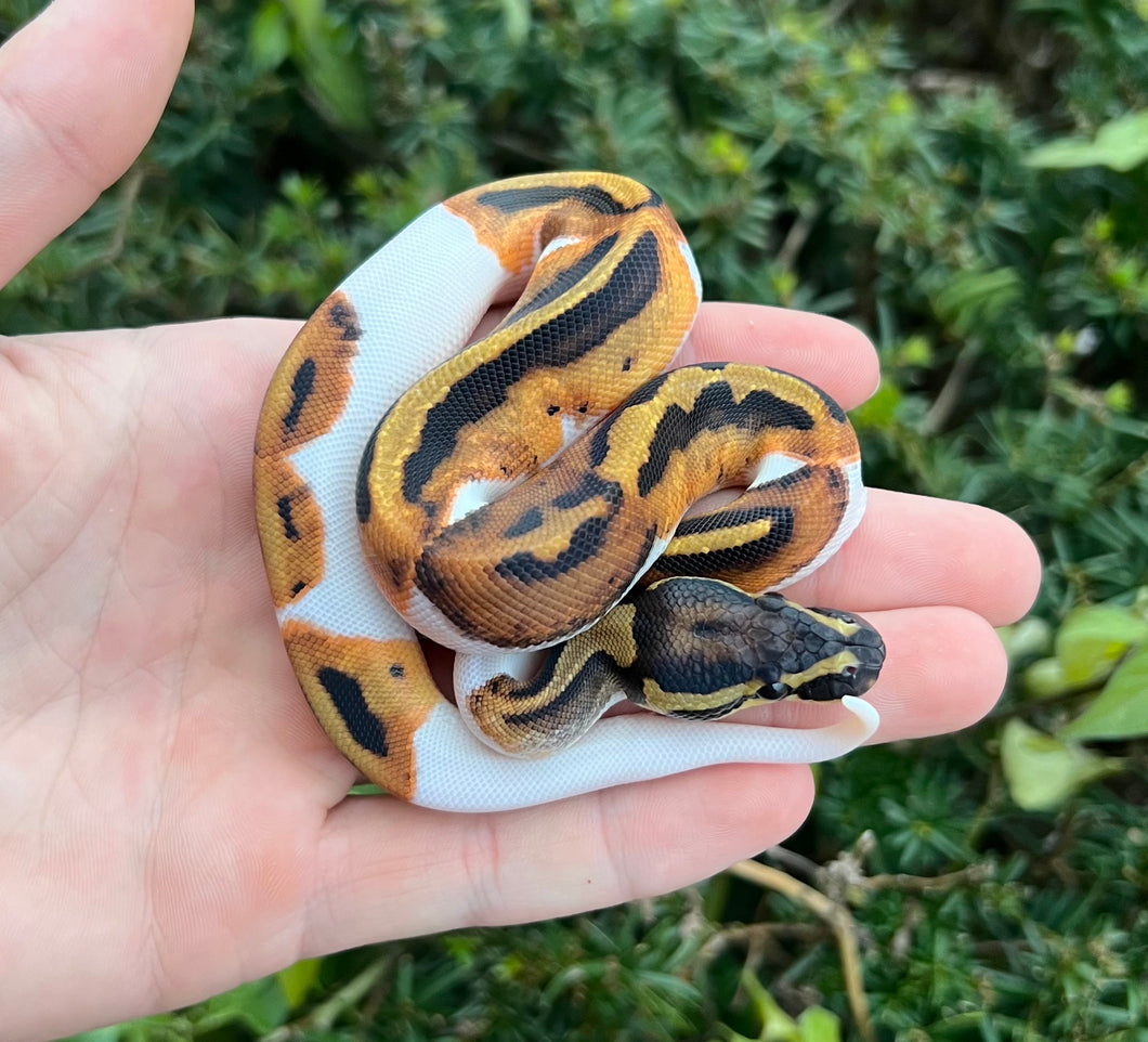 Baby Pied Ball Python (Female 2)
