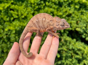 Sub-Adult Oustalet’s Chameleon