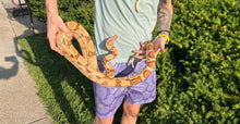 Load image into Gallery viewer, Adult Hypo Boa Constrictor (Female)