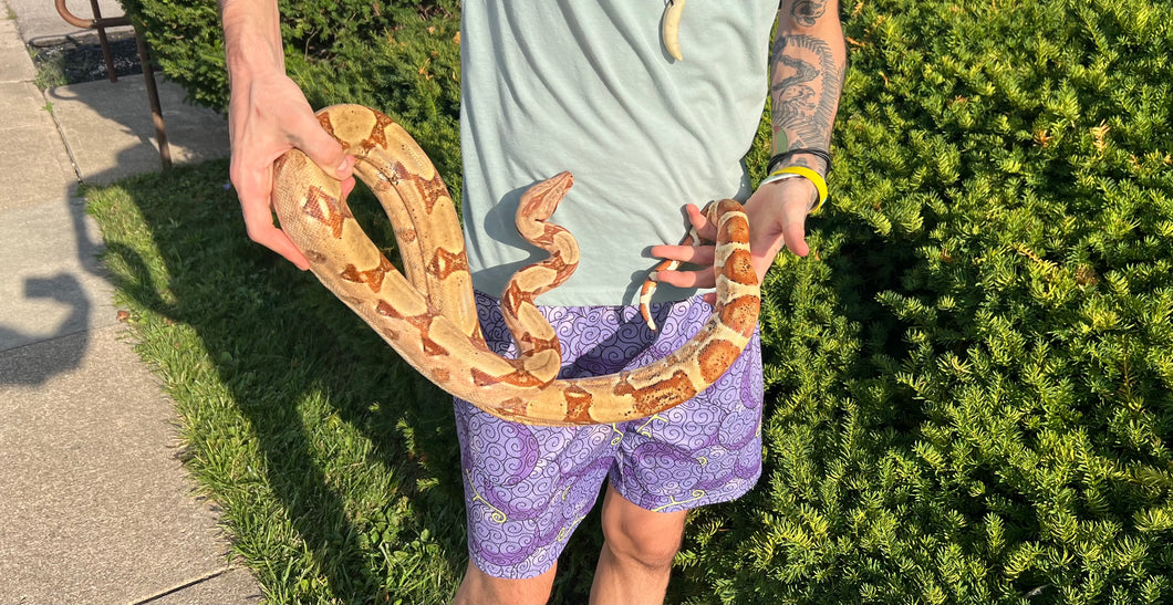 Adult Hypo Boa Constrictor (Female)