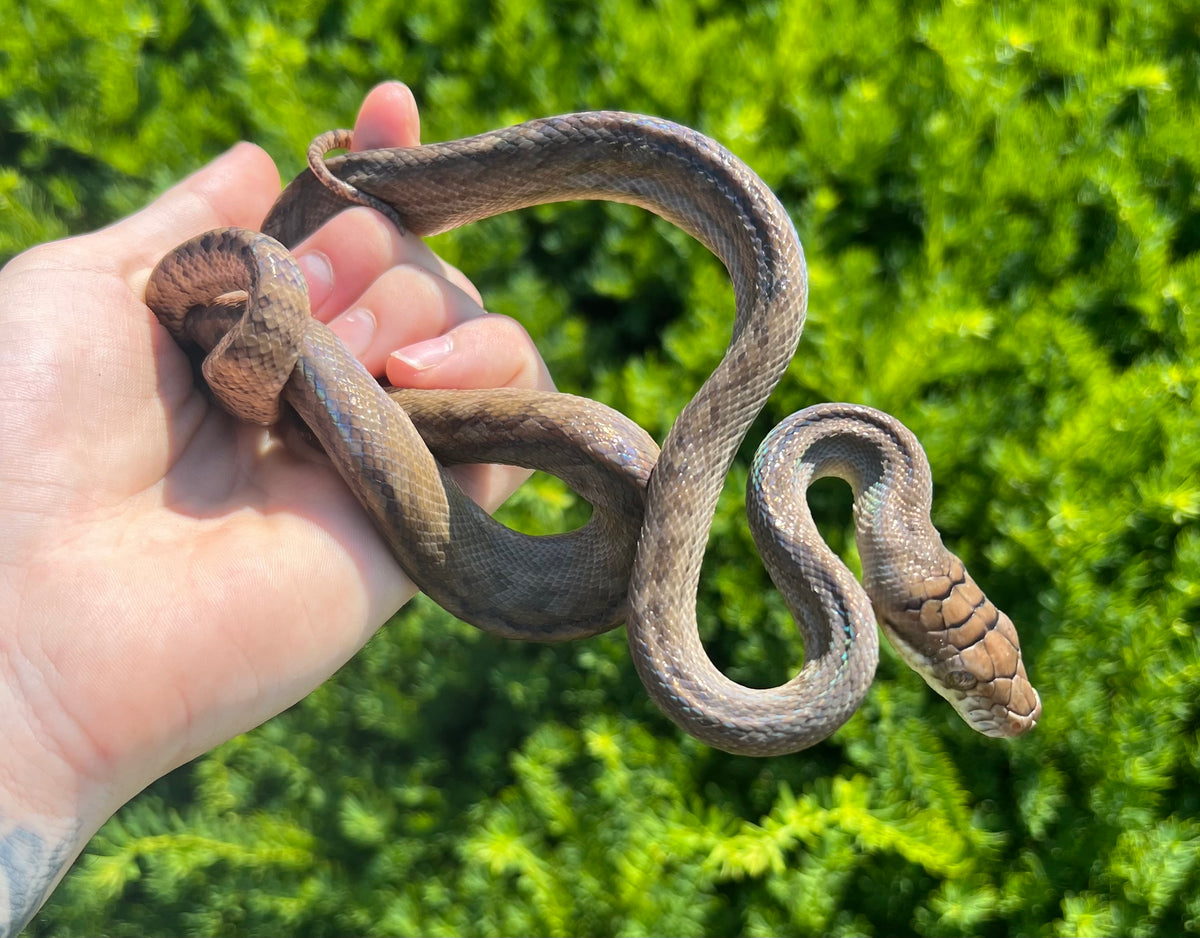 Scrub Python Faeces Small Merauke Scrub Python (Male 2) – Scales and Tails of Ohio