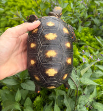 Load image into Gallery viewer, 6” Red Foot Tortoise (2)