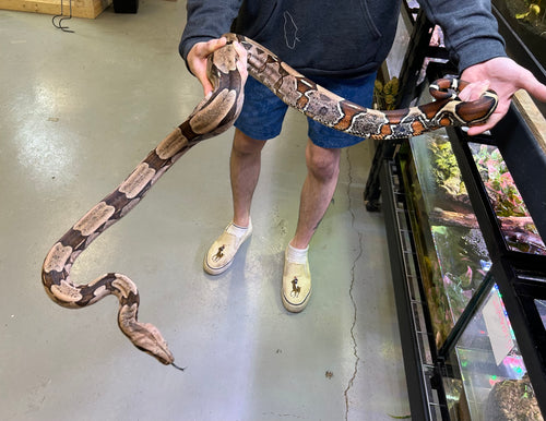 Adult Guyana Boa (Female)