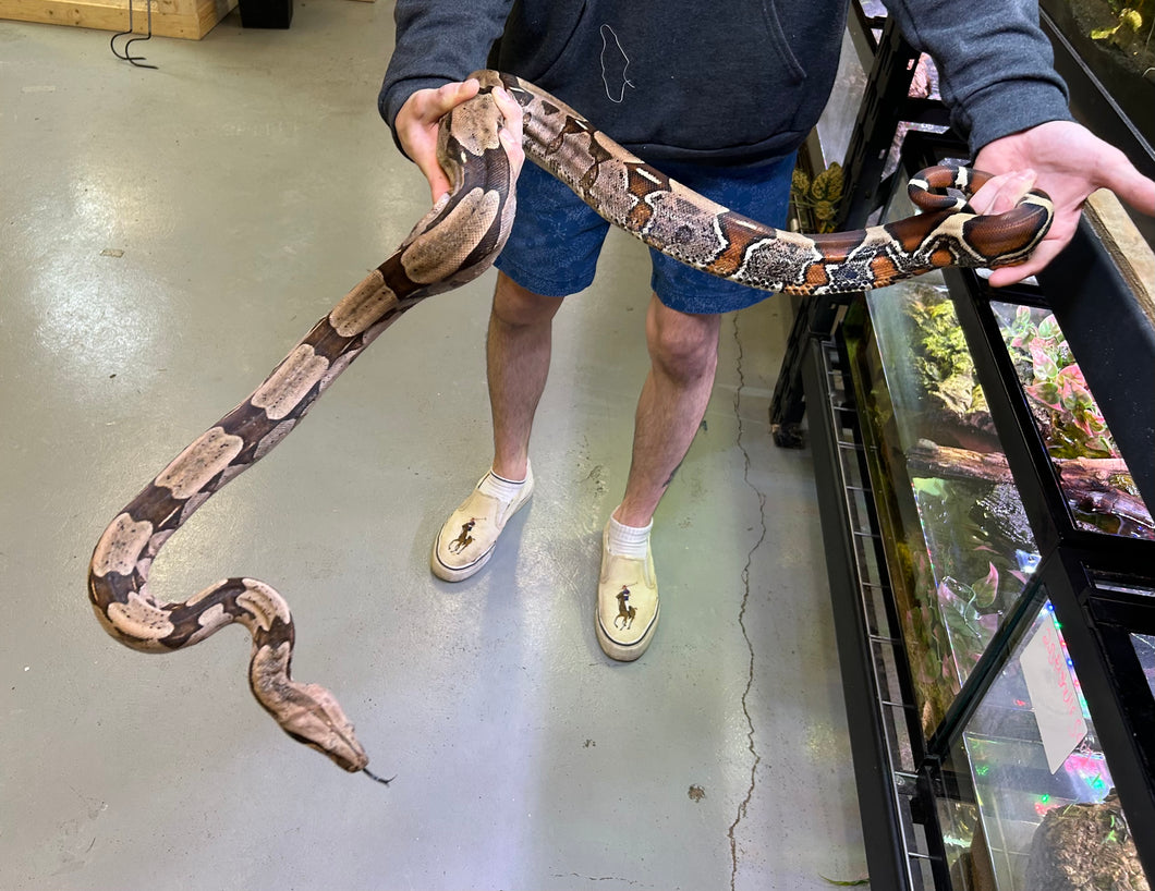 Adult Guyana Boa (Female)