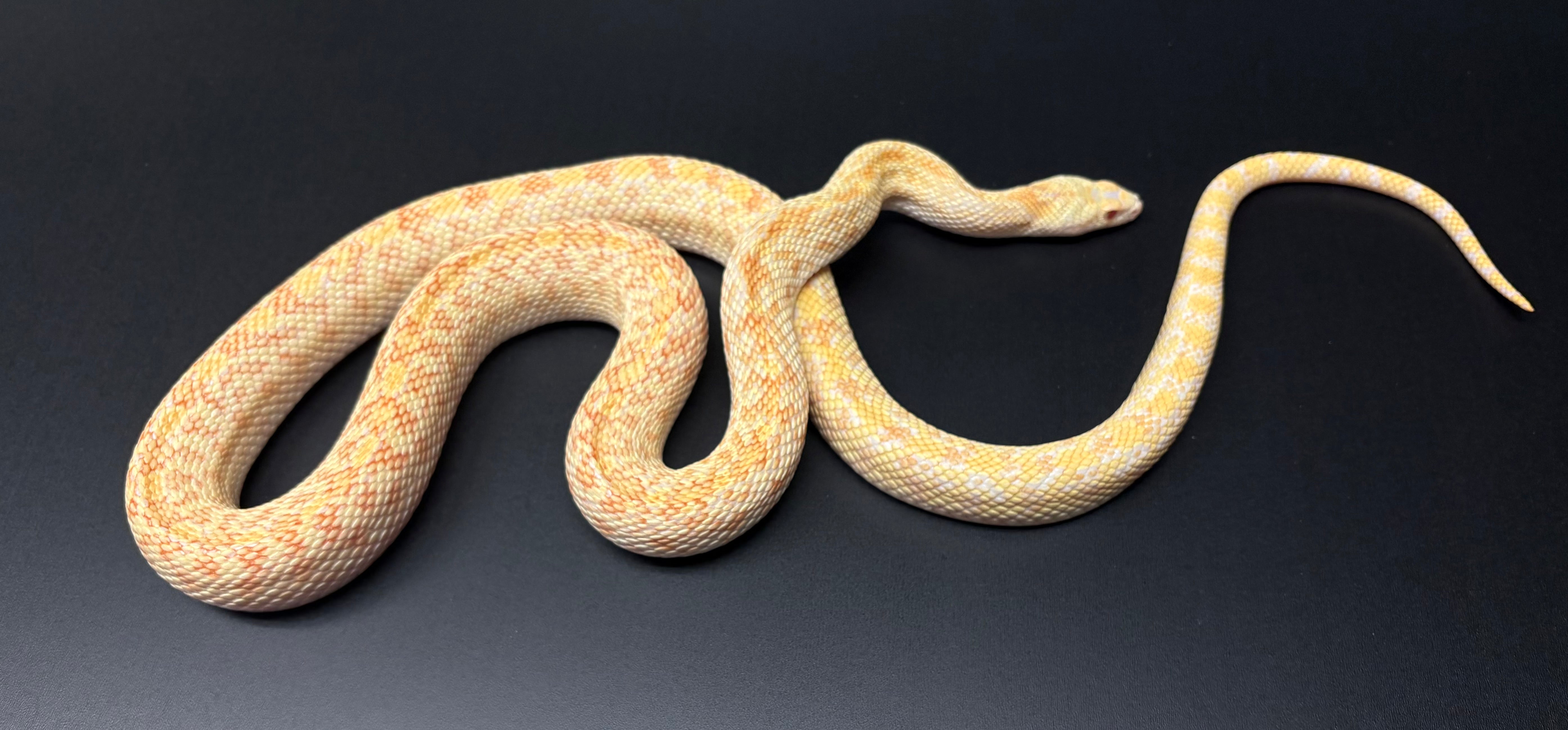 Sub-Adult Albino Sonoran Gopher Snake (Male) – Scales and Tails of