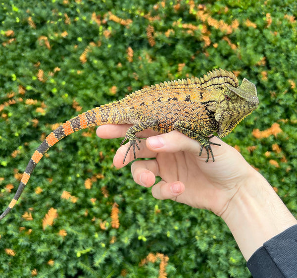 Doria's Angle-Head Lizard (Pair 1) – Scales and Tails of Ohio