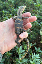 Load image into Gallery viewer, Baby Sulphur Asian Water Monitor