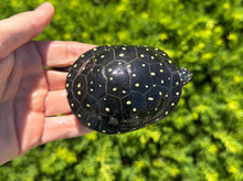 Load image into Gallery viewer, Adult Spotted Turtle (Female)