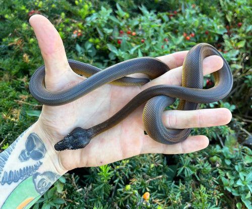Baby Northern White-Lipped Python (Female 2)