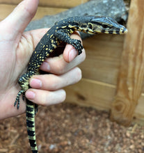 Load image into Gallery viewer, Baby Asian Water Monitor 100% het Black Dragon (3)