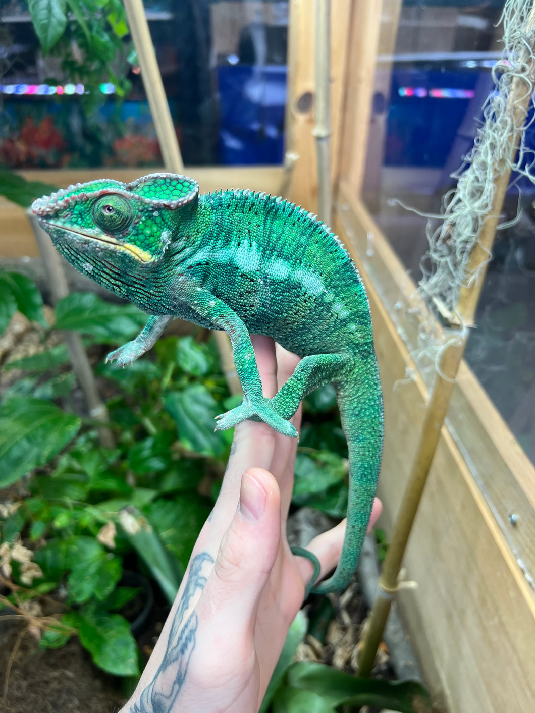 Adult Nosy-Be Panther Chameleon (Male)