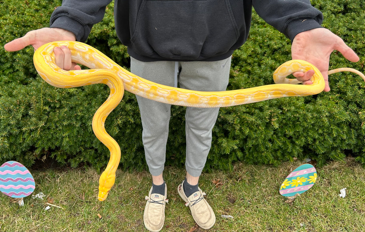 Juvenile White Tiger Reticulated Python (Female) – Scales and Tails of Ohio