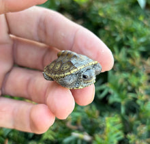 Load image into Gallery viewer, Baby Gulf Coast Diamonback Terrapin