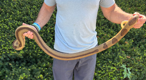 Adult Hypo Striped Red-Tailed Boa Constrictor (Female)
