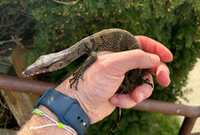 Load image into Gallery viewer, Small Black Roughneck Monitor (1)
