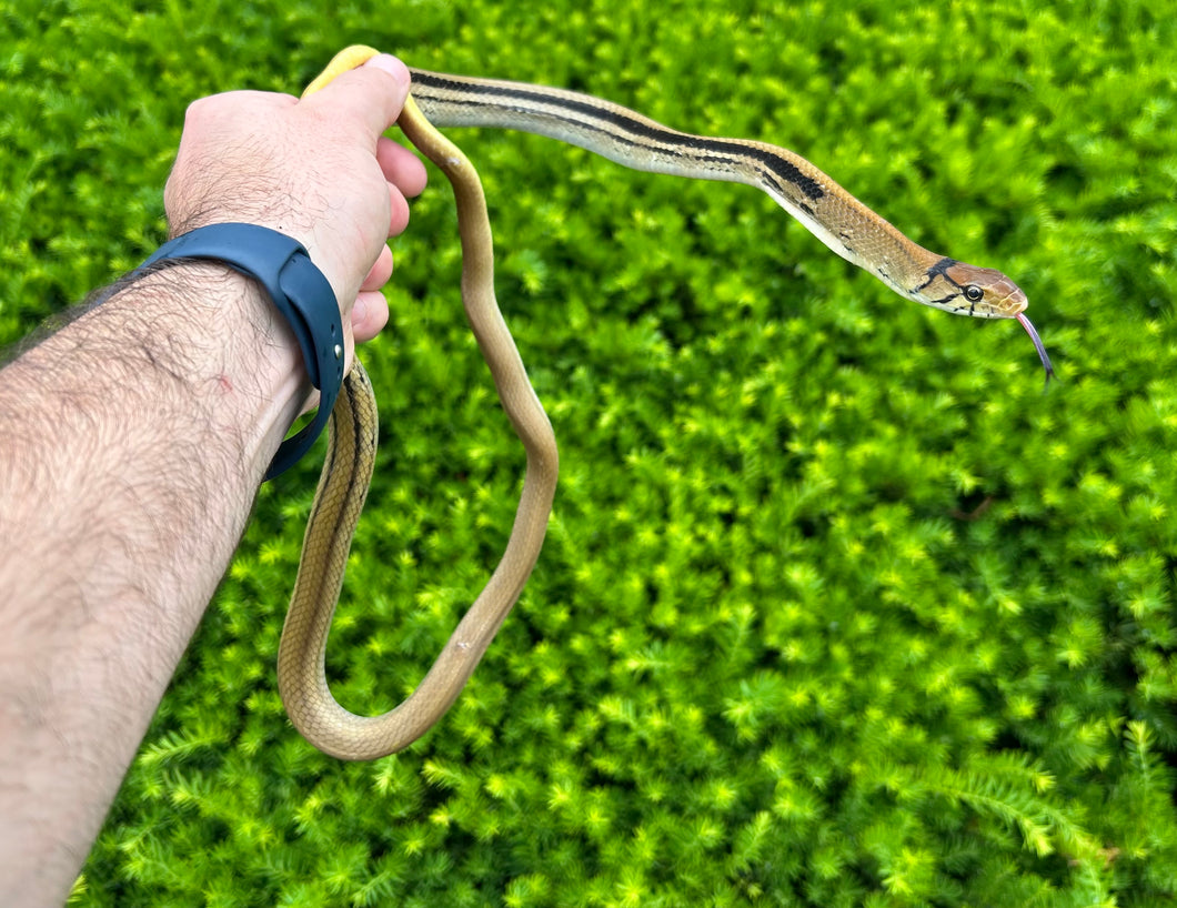 Adult Radiated Ratsnake (Male 1)