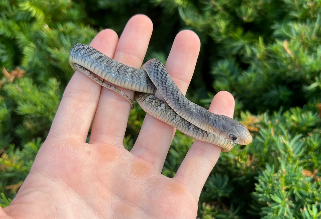 Baby Yellow-Tailed Cribo (Male 2)