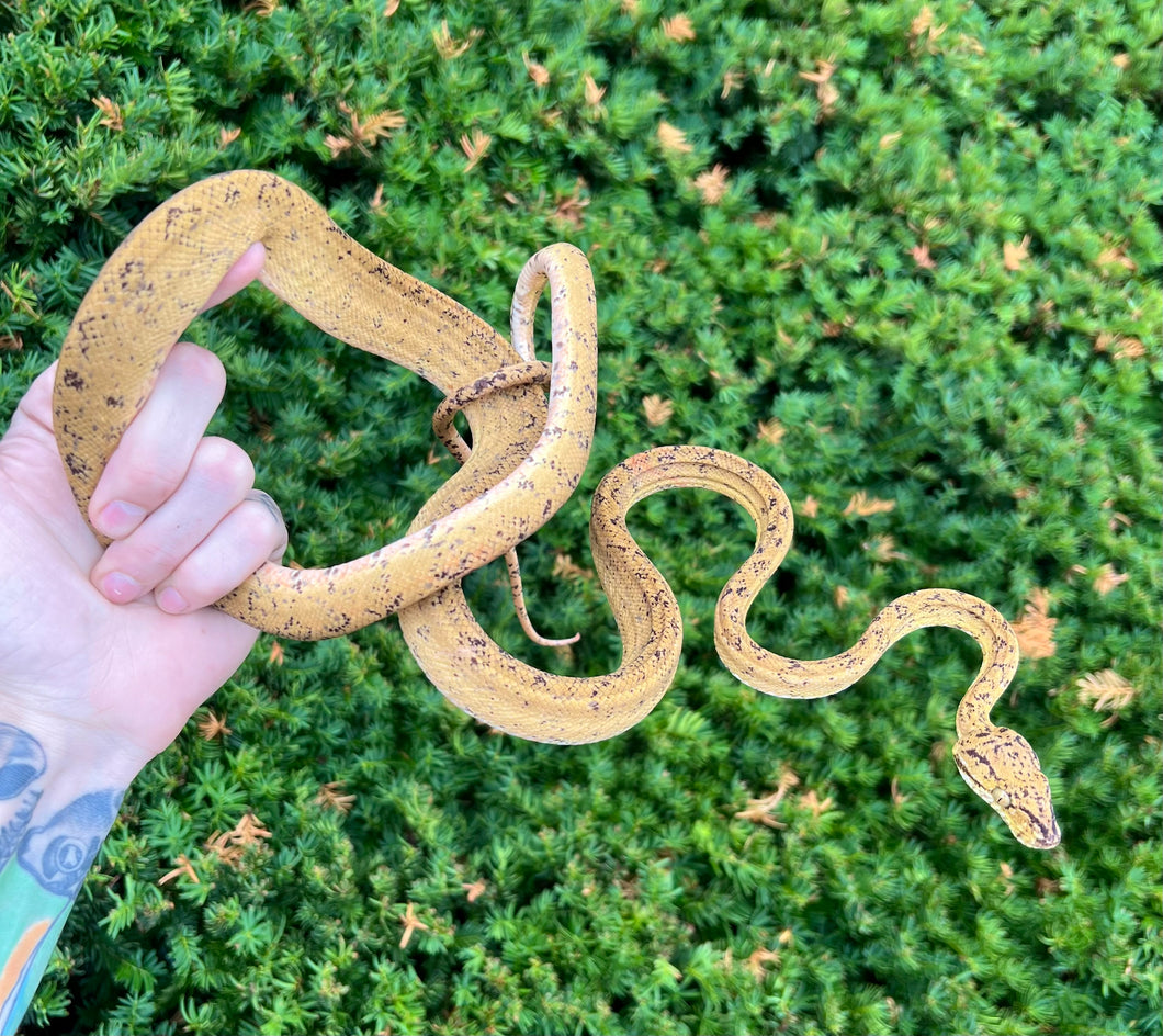 ‘Colored’ Amazon Tree Boa (Female 2)