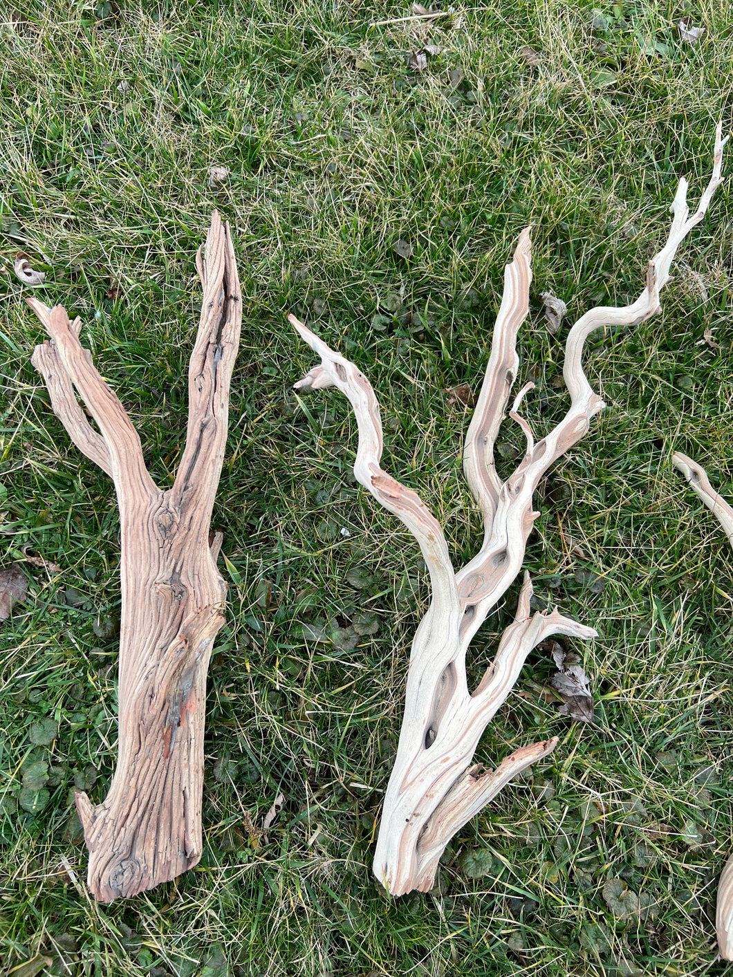 Ghostwood Branch