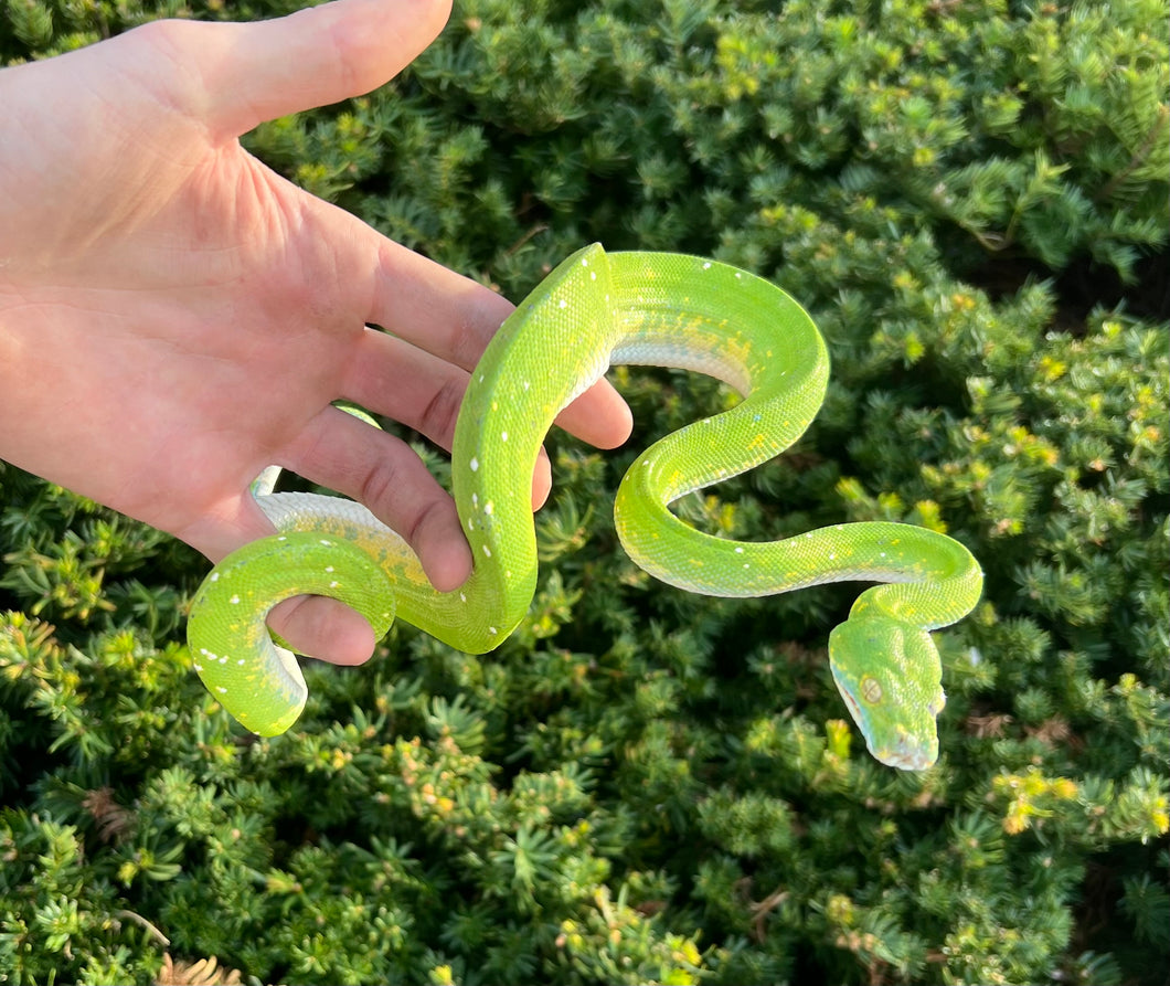Sub-Adult Biak Green Tree Python (Male)