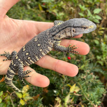 Load image into Gallery viewer, Baby Black Throat Monitor (1)