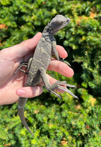 Small Sulawesi Black Sailfin Dragon