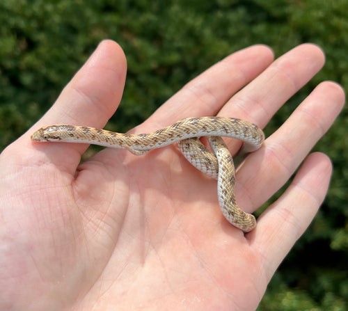 Crowned Leaf-Nosed Snake