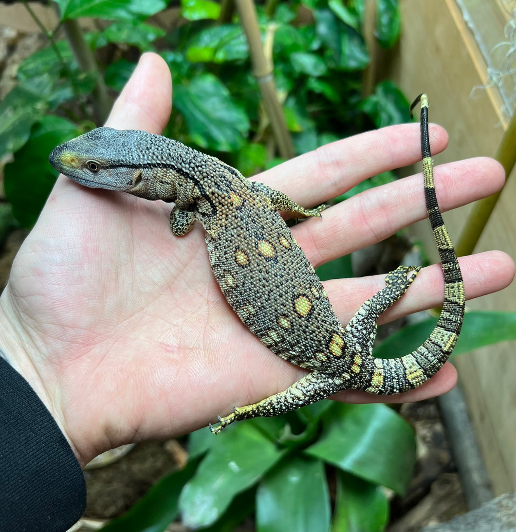 Baby Black Throat Monitor (3)