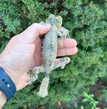 Load image into Gallery viewer, Adult Giant Leaf-tailed Gecko (1.1 Pair)