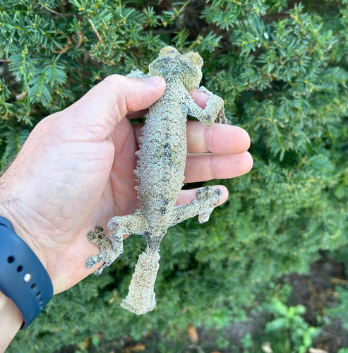 Adult Giant Leaf-tailed Gecko (1.1 Pair)