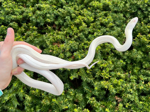Adult Leucistic Texas Ratsnake (Male)