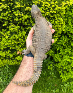 XL Adult Egyptian Uromastyx (1)