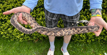 Load image into Gallery viewer, Adult Solomon Island Ground Boa (Poss. Gravid Female 5)