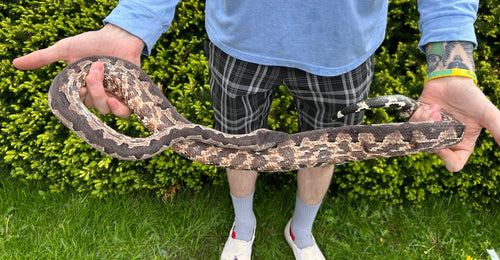 Adult Solomon Island Ground Boa (Poss. Gravid Female 5)